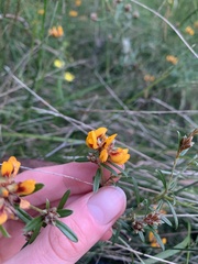 Pultenaea paleacea