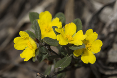 Hibbertia commutata