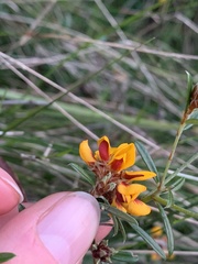 Pultenaea paleacea