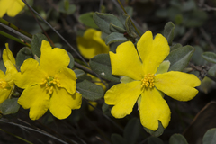 Hibbertia commutata