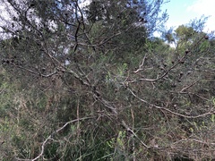 Hakea nodosa