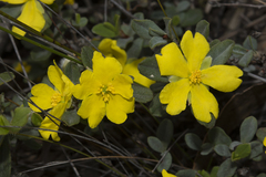 Hibbertia commutata