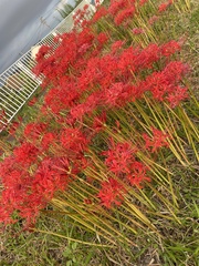Lycoris radiata