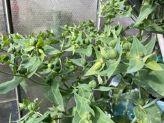 Euphorbia lathyris