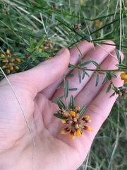 Pultenaea paleacea