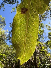 Hydrangea arguta