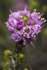 Kunzea micromera
