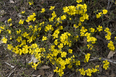 Hibbertia commutata