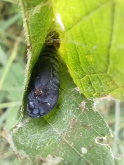 Urbanus proteus proteus