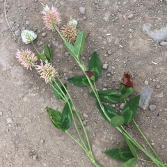 Trifolium alpestre