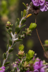 Kunzea micromera