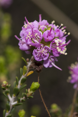 Kunzea micromera