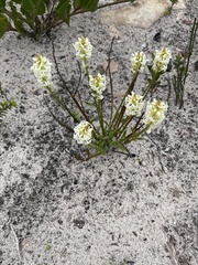 Stackhousia subterranea