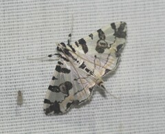 Conchylodes salamisalis