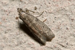 Ephestia elutella