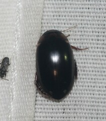 Hydaticus bimarginatus