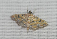 Ommatospila narcaeusalis