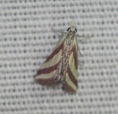 Microtheoris vibicalis