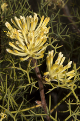 Petrophile divaricata