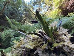 Oreogrammitis baldwinii