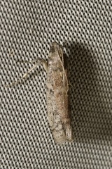Ephestia elutella