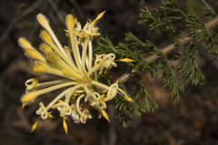 Petrophile serruriae