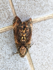 Acherontia