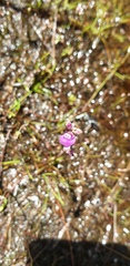 Utricularia caerulea