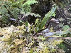 Oreogrammitis baldwinii