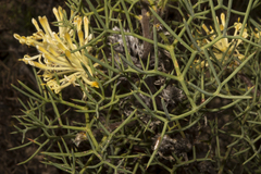 Petrophile divaricata