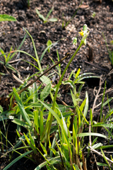 Tulbaghia ludwigiana