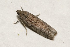 Ephestia elutella