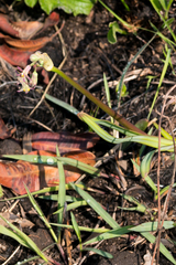 Tulbaghia ludwigiana