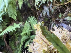 Oreogrammitis baldwinii