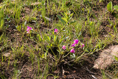 Sphenostylis marginata