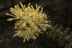 Petrophile serruriae