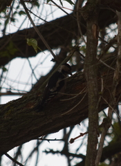 Dendrocopos syriacus
