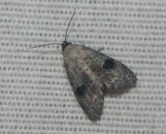 Abablemma duomaculata