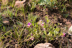 Sphenostylis marginata