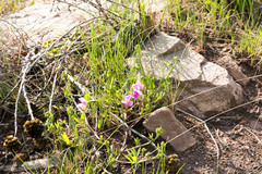 Sphenostylis marginata