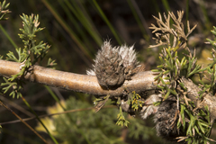 Petrophile serruriae