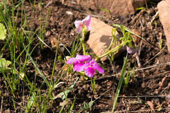 Sphenostylis marginata