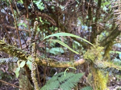 Lepisorus thunbergianus