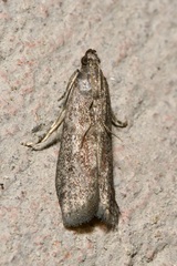 Ephestia elutella