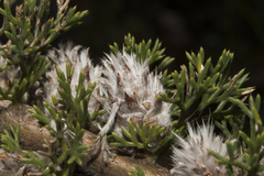 Petrophile serruriae