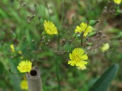 Youngia japonica
