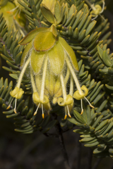 Pimelea suaveolens