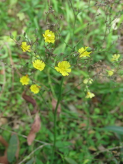 Youngia japonica