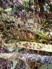 Lepisorus thunbergianus