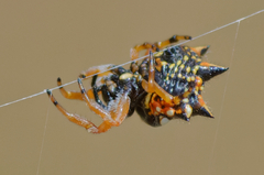 Austracantha minax